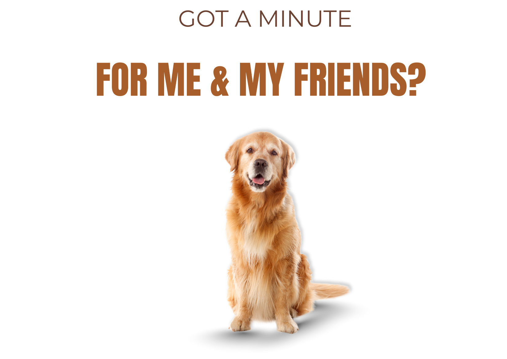 Golden retriever saying hello