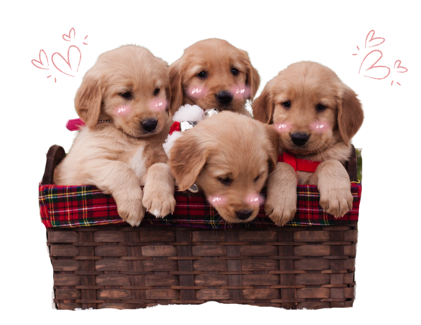 A cute dog begging you to click